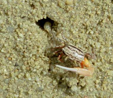 Hermit crab at pasir Ris park beach