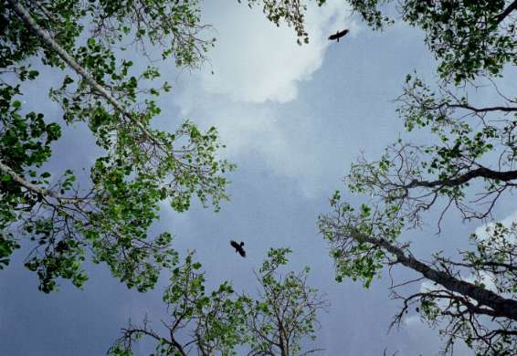 Crows flying overhead