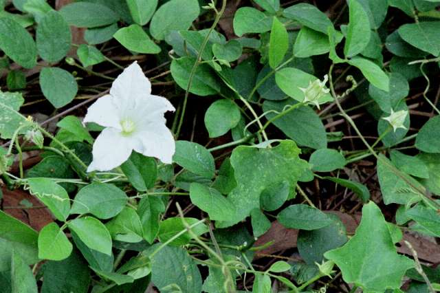 Unknown plan with white flowers